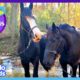 Brave Horse Saves The Day For His Hurt Horse Friend | Dodo Kids | Best Animal Friends