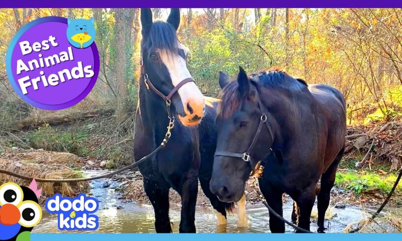 Brave Horse Saves The Day For His Hurt Horse Friend | Dodo Kids | Best Animal Friends