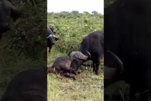 Brave Male Buffalo Rushes to Aid Injured Female