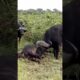 Brave Male Buffalo Rushes to Aid Injured Female