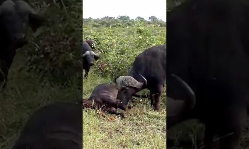 Brave Male Buffalo Rushes to Aid Injured Female