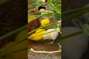 Breakfast with the Colorful Chicks #murgi #chicks #shorts #trending