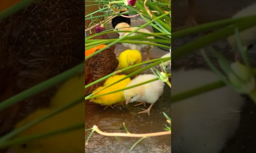 Breakfast with the Colorful Chicks #murgi #chicks #shorts #trending