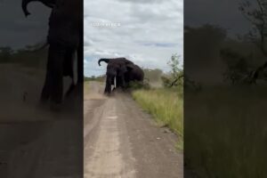 Bull elephants filmed fighting in rare footage #Shorts