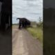 Bull elephants filmed fighting in rare footage #Shorts