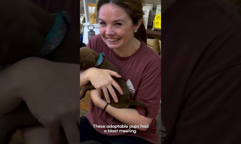 💕 CUTE Adoptable Puppies + Yoga = Heaven 💕