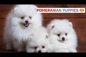 CUTE PUPPIES🥰 VLOG VIDEO 🐶|SUBSCRIBE|Like👍|Share-》