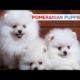 CUTE PUPPIES🥰 VLOG VIDEO 🐶|SUBSCRIBE|Like👍|Share-》