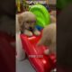 CUTEST PUPPIES IN THE WORLD #shortsfeed #dogs #cute #pets #shortvideo #shorts