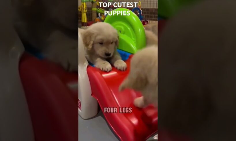 CUTEST PUPPIES IN THE WORLD #shortsfeed #dogs #cute #pets #shortvideo #shorts