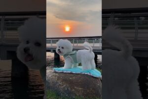 CUTEST PUPPIES Singing a SONG for KIDS! 🐶🎶 #Cute #Baby #Dog