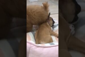 CUTEST PUPPIES #cutest#dog#trending shorts#viral#trending