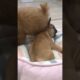 CUTEST PUPPIES #cutest#dog#trending shorts#viral#trending