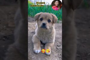 😱CUTEST Puppy Moments🥰 #viralshorts #doglover