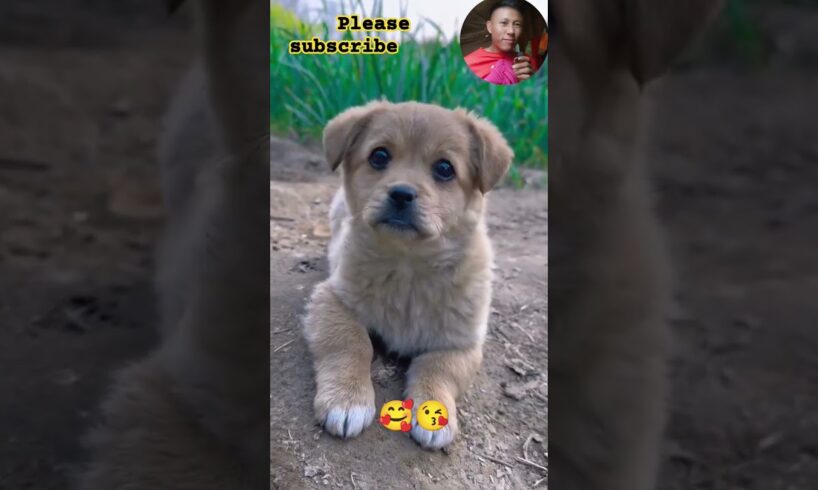 😱CUTEST Puppy Moments🥰 #viralshorts #doglover