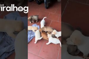 Cat Tries to Escape Pack of Puppies || ViralHog