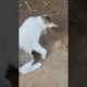 Cats are playing with naughty cats #cat #catcatfunnyfightcompilation #animals #funny