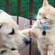 Cats vs Dogs Fighting - Funny Cats and Dogs Compilation || PETASTIC 🐾