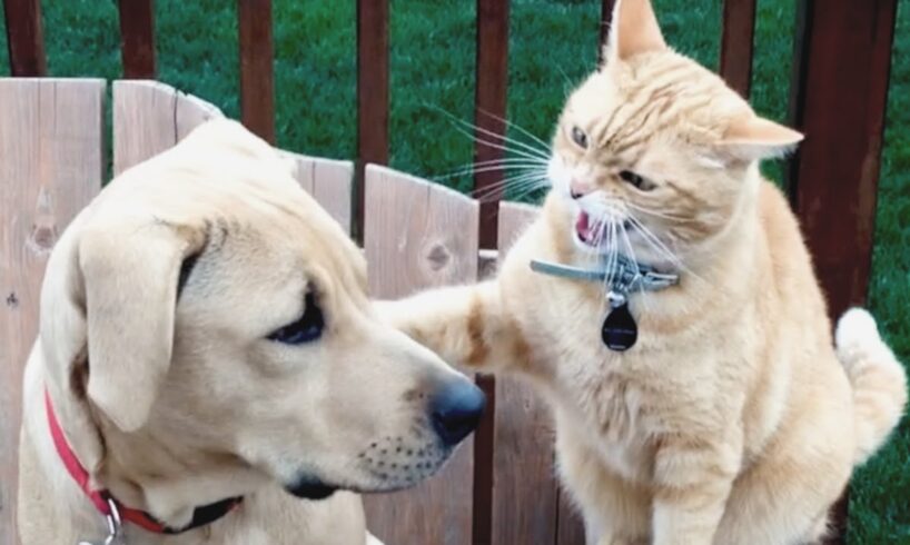 Cats vs Dogs Fighting - Funny Cats and Dogs Compilation || PETASTIC 🐾