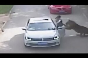 Caught on camera: Woman mauled by tiger after stepping out of car