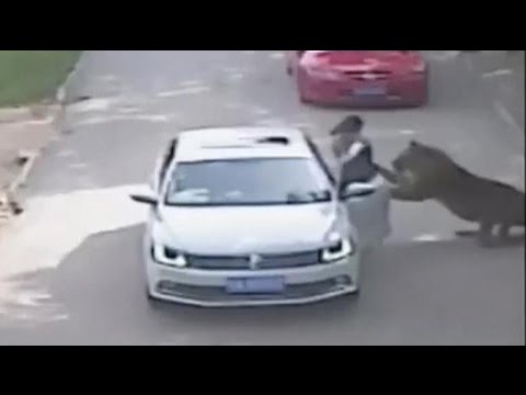 Caught on camera: Woman mauled by tiger after stepping out of car