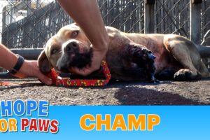 Champ suffered a terrible injury and recovered beautifully! Viewer Discretion Advised.