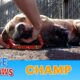 Champ suffered a terrible injury and recovered beautifully! Viewer Discretion Advised.