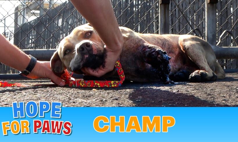 Champ suffered a terrible injury and recovered beautifully! Viewer Discretion Advised.