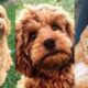 Cockapoo | Funny and Cute dog video compilation in 2022.