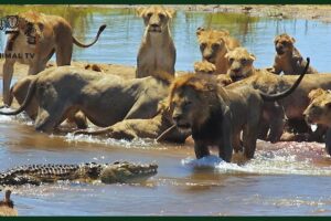 Crazy Moments! Lion vs Crocodile, Greatest Fights In The Savanna | Animal Fight