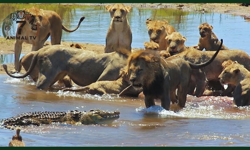 Crazy Moments! Lion vs Crocodile, Greatest Fights In The Savanna | Animal Fight