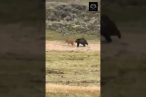 Cunning Grizzly takes Revenge on Bison Calf: Desperate Mother Fights back