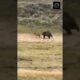 Cunning Grizzly takes Revenge on Bison Calf: Desperate Mother Fights back