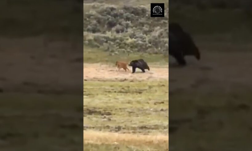 Cunning Grizzly takes Revenge on Bison Calf: Desperate Mother Fights back