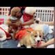 Cute Dog Collection, The World’s Cutest Puppies #dog #puppies #puppy #video #cute #cutest