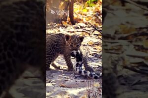 Cute Little Leopard Cub - The Love Bond Of A Female Leopard And A Cub (Funny and Cute Animal Cubs)