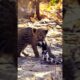 Cute Little Leopard Cub - The Love Bond Of A Female Leopard And A Cub (Funny and Cute Animal Cubs)