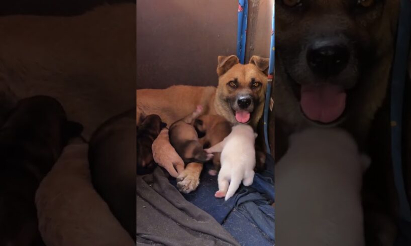 Cute Newborn Puppies Sleeping and Barking with Mom by Their Side 💤🐾#Puppy #Puppies #shorts