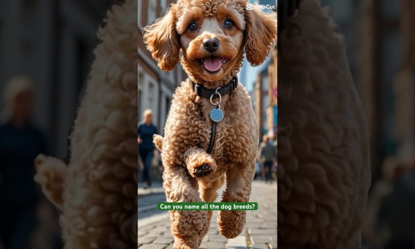 Cute Puppies Running towards You! #dogs #animals