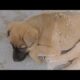 Cute Puppies are playing 🐶 🐕| World's Cutest Puppies 😍😍 2024