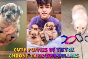 Cute Puppies of TikTok - Choose their own collars