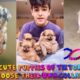 Cute Puppies of TikTok - Choose their own collars