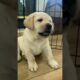 Cute Puppies #viral #shorts #trending