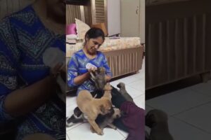 Cute Puppies | बिन मां के बच्चो को भी यहां मिलती है मां की गोद #shorts #cute #animals #dog #puppy