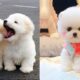 Cute and Funny Dogs Videos Compilation 2021_ |20|_#shorts