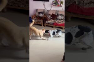 Cute fight 😘 cute puppies #doglover #puppielove #puppyvideos #pupppy #funny #funnyvideo #pets #dogs