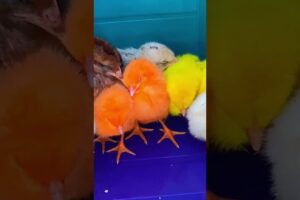 Cute hen baby chicks tired after playing all day 😴 🐥 #shorts #trending #viralvideo