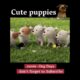 Cute puppies #cinema #movieexplained #shortvideo #shorts