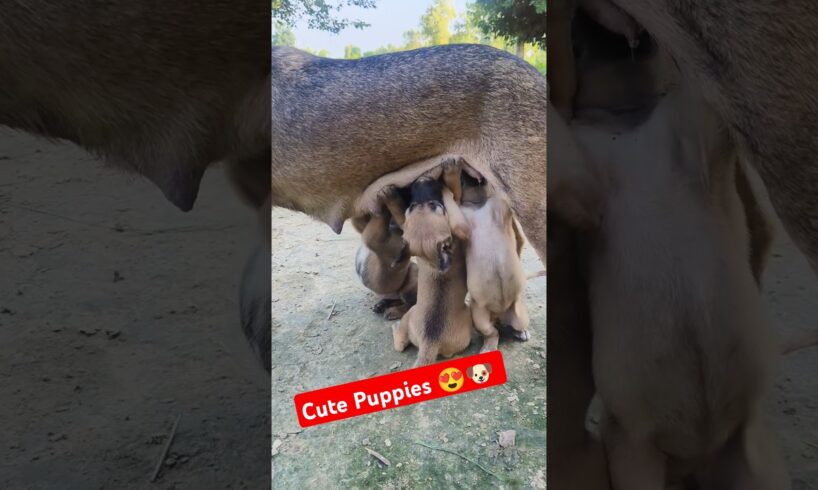 Cute puppies drinking mother milk 🍼🍼🍼🐶🐶🐶#puppy #dog #animals 0413