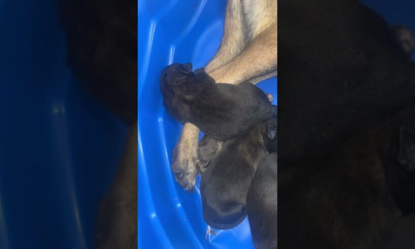 Cute puppies eating #belgian #puppy #belgianmalinoisdog #belgianmalinois #cute